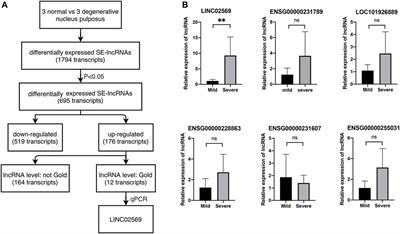 Cationic Polymer Brush-Modified Carbon Nanotube-Meditated eRNA LINC02569 Silencing Attenuates Nucleus Pulposus Degeneration by Blocking NF-κB Signaling Pathway and Alleviate Cell Senescence